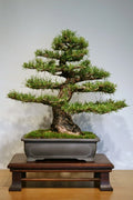 Scotch Pine Seeds, 50 Count, Pinus sylvestris, Conifer Tree Seeds for Planting, Evergreen Pine Seeds