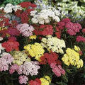 Yarrow Starter Plants Set of 3 Bare Root Mixed Colors Achillea millefolium Perennial Herb