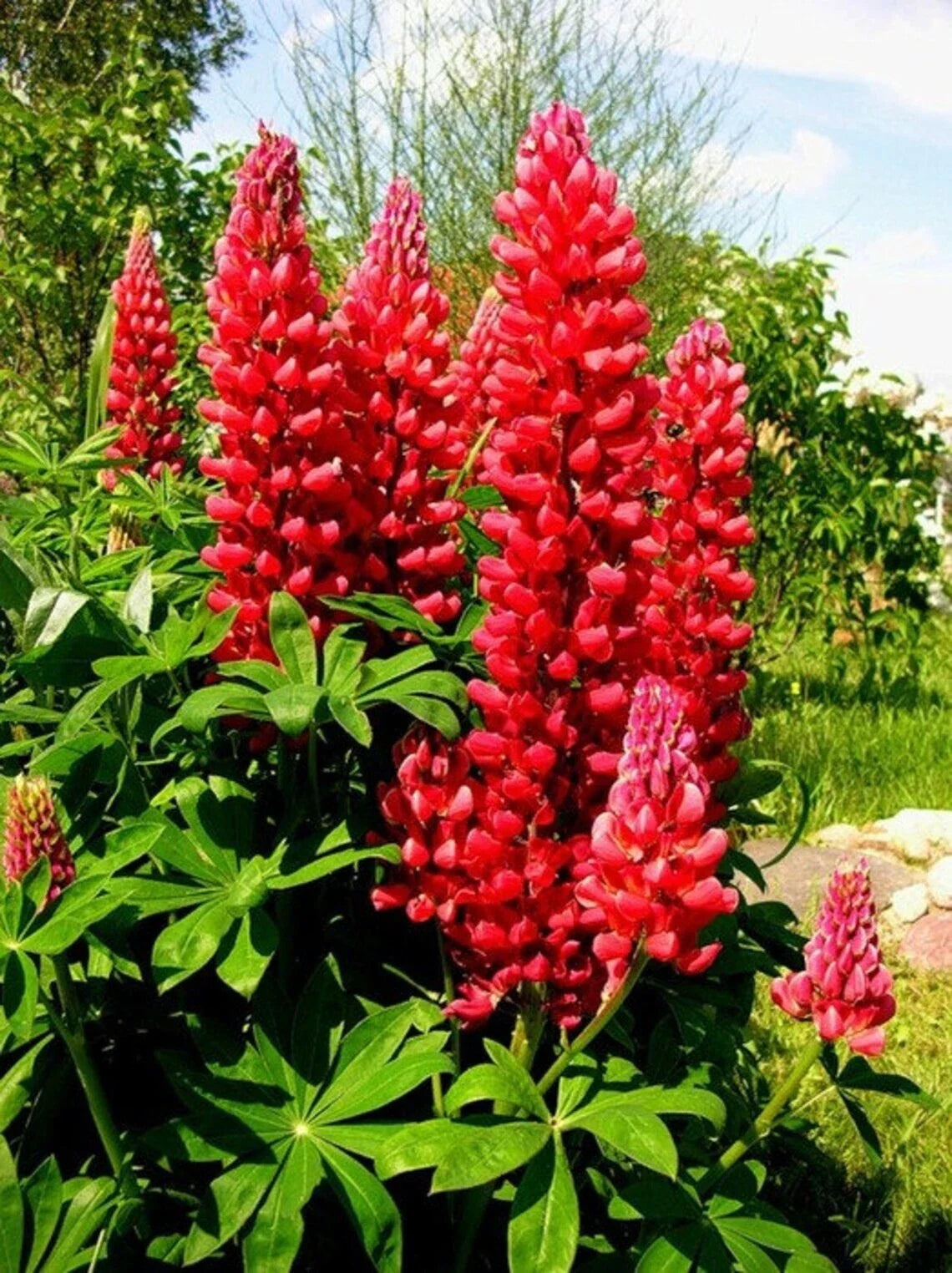Red Flame Lupine Seeds - 25 Perennial Flower Seeds - Hardy Garden Flower (Lupinus polyphyllus) - US Seller