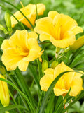 Stella D'Oro Daylily 5 Bare Root Mini Border Lily, Yellow, Cold Hardy Perennial, Hemerocallis 'Stella D'Oro'