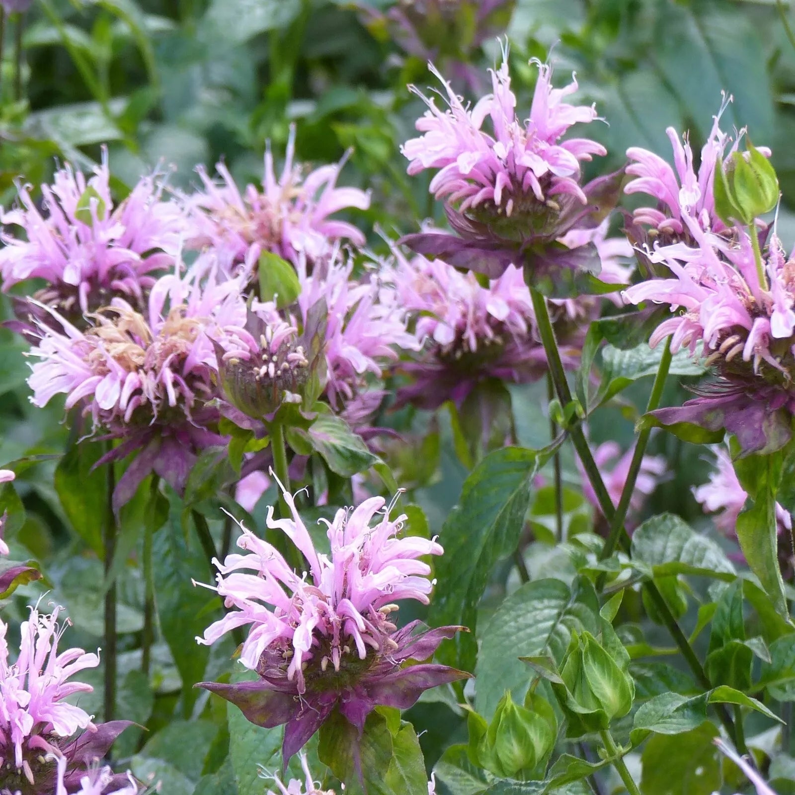 Wild Bergamot Seeds - Monarda - Attracts Butterflies & Bees - Bee Balm - Flowering Herb Seeds - Perennial Garden Plant