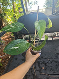 Epipremnum Pinnatum Albo Variegated Plant - 3 Pot, Fully Rooted, 7 Leaves, Indoor Houseplant, Tropical Foliage
