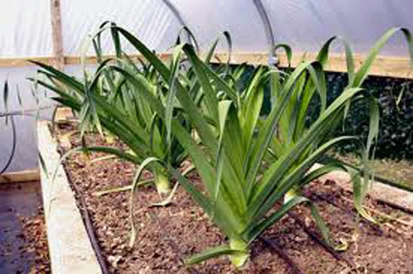 Leek Seeds - 25+ Heirloom American Flag Variety - Crisp Sweet Flavor - Allium ampeloprasum