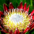 King Protea Seeds - 5 Pack - Giant Flowers - Protea cynaroides - Rare Exotic Garden Plant
