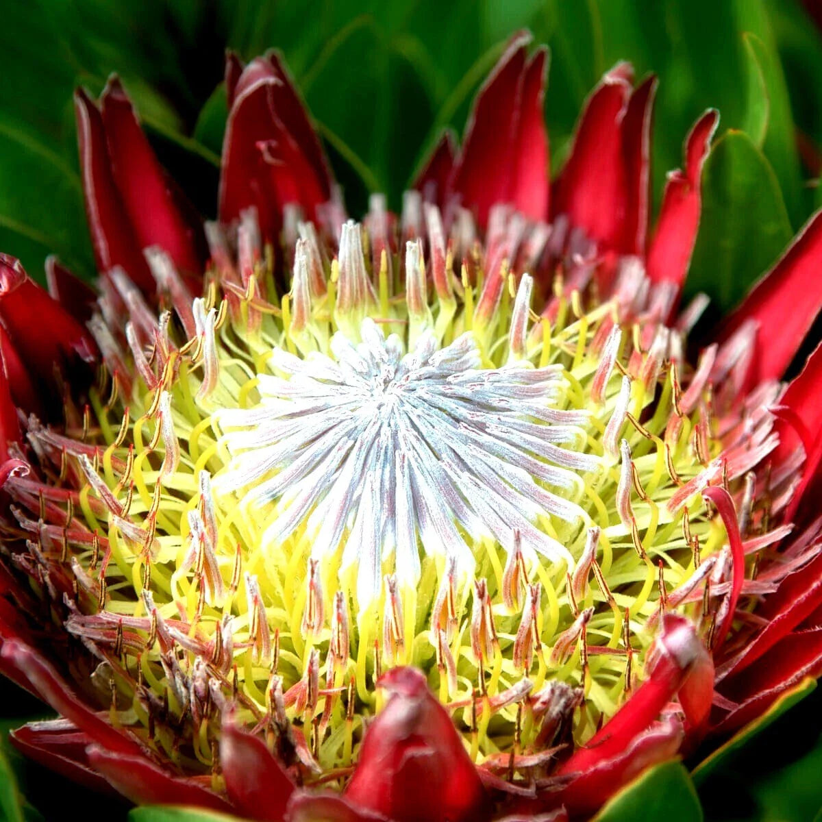 King Protea Seeds - 5 Pack - Giant Flowers - Protea cynaroides - Rare Exotic Garden Plant