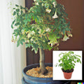 Radermachera sinica Tree Seeds - China Doll - 15 Exotic Indoor Bonsai Plant Seeds - Perfect for Home Gardening
