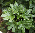Fatsia Japonica Seedlings - 2 Rare Evergreen Shrubs - 7-11" Tall Japanese Fatsia - Tropical Palmate Leaves - Hardy Shade Plant