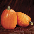 Pumpkin Seeds - Captain Jack Variety - Fresh Seed - Cucurbita pepo - Non-GMO, Heirloom, Garden Planting