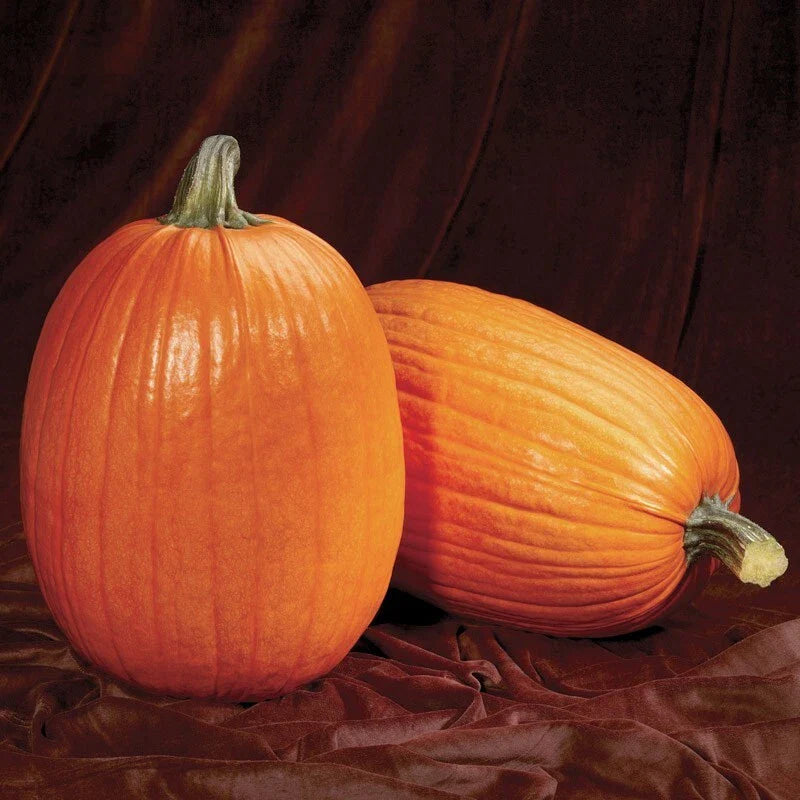 Pumpkin Seeds - Captain Jack Variety - Fresh Seed - Cucurbita pepo - Non-GMO, Heirloom, Garden Planting
