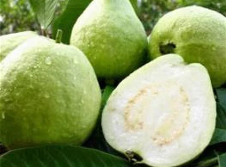 White Guava Seeds - 25 Pearl Guava Seeds - Psidium guajava - Organic Fruit Seeds for Planting