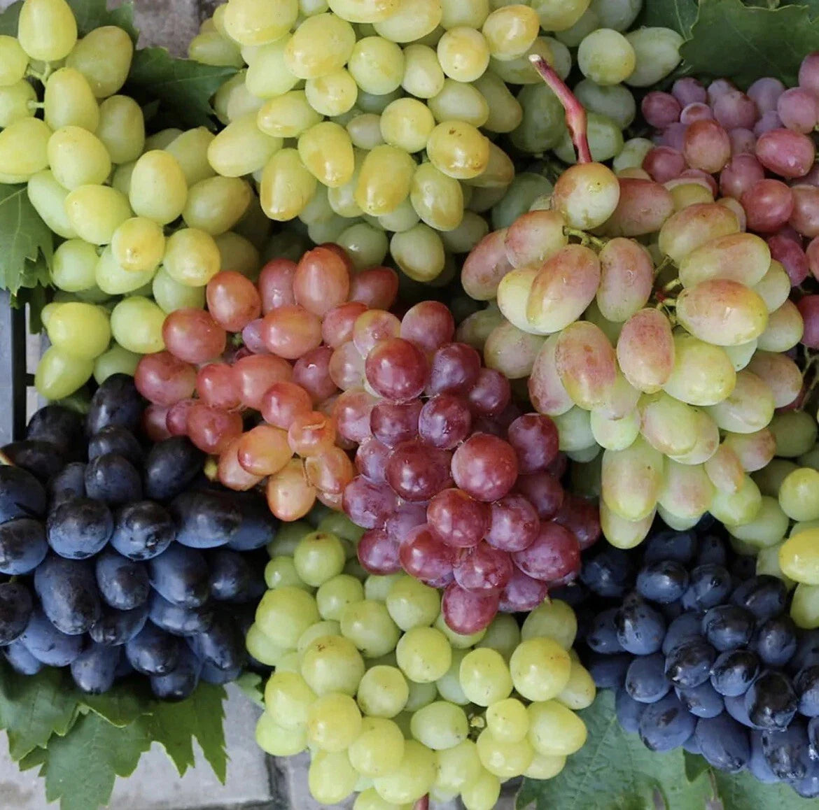 Mixed Grape Seeds - 25 Multicolor Organic Wine & Dessert Fruit - Easy Grow USA Garden