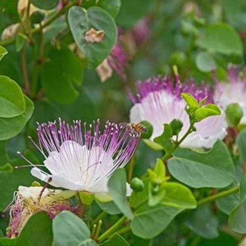 Heirloom Non-GMO Caper Bush Seeds - 5 Seeds - Mediterranean Flavor - Capparis spinosa
