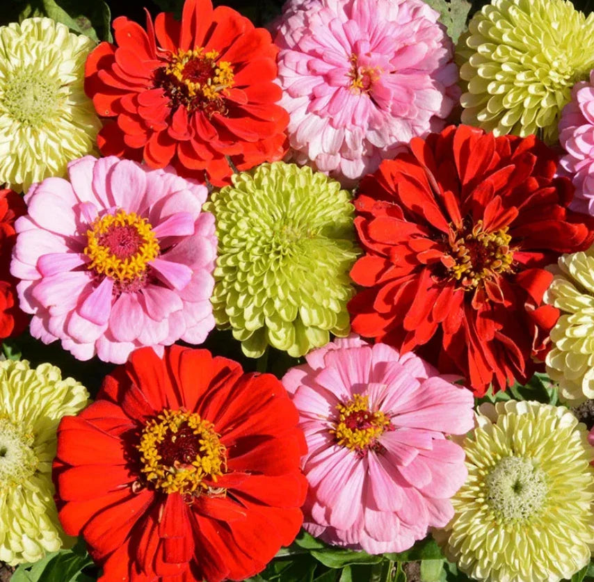 Zinnia Seeds - Pink Lemonade Mix - Non-GMO for Songbirds & Butterflies - 100 Seeds - Perfect for Hummingbirds