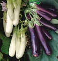 Eggplant Seeds - Asian Chinese Long Purple & White - Soft and Tender - Solanum melongena
