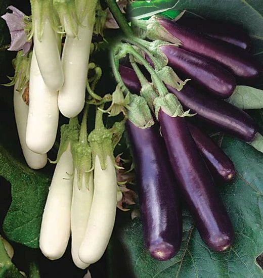 Eggplant Seeds - Asian Chinese Long Purple & White - Soft and Tender - Solanum melongena