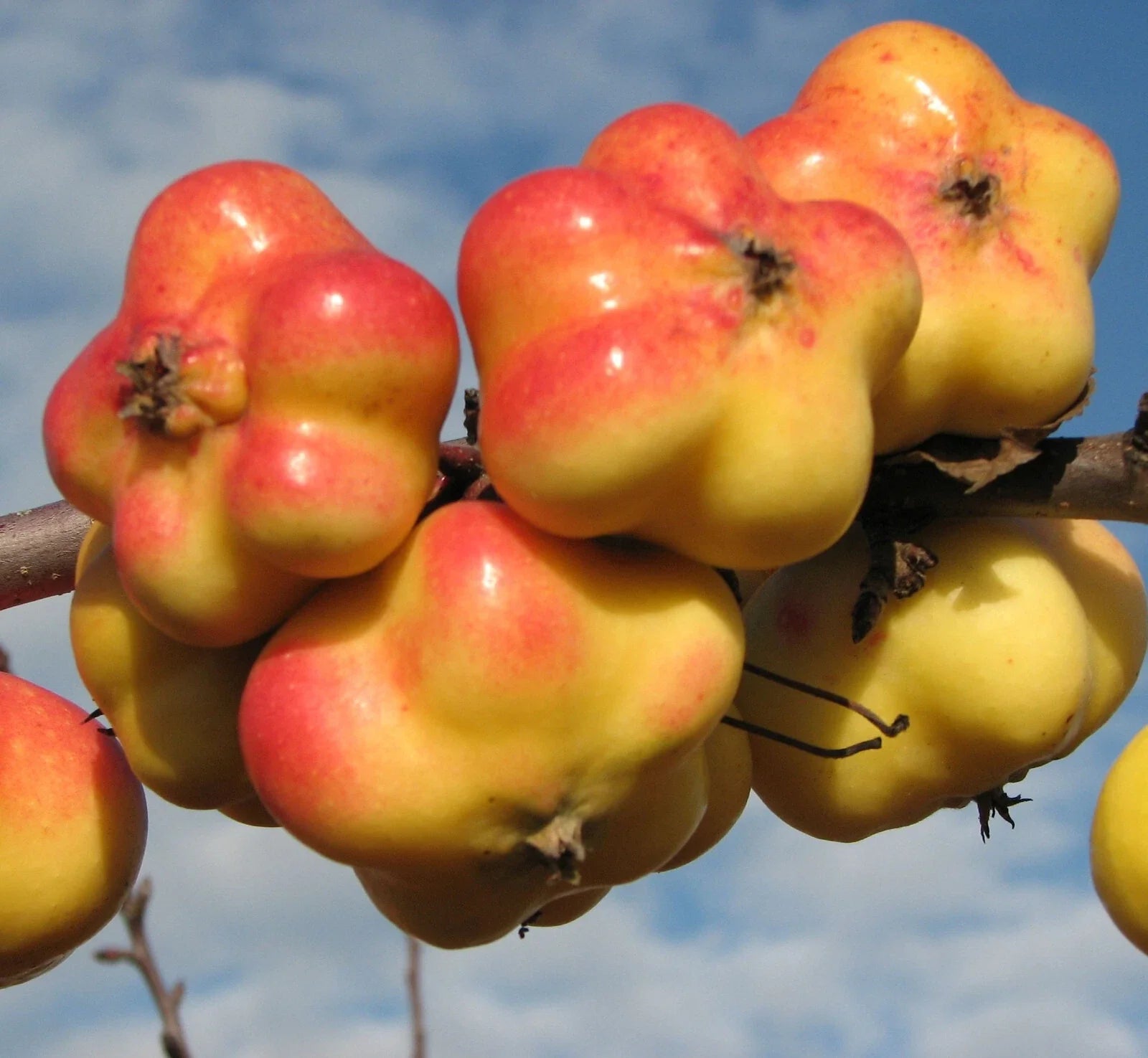 Rare APISTAR Apple Cuttings - 3 Fresh Rooting/Grafting Cuttings - Malus domestica