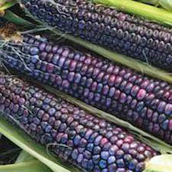 Hopi Ornamental Corn Seeds - 18 Pack, Indian Corn Variety - Zea mays, USA Grown