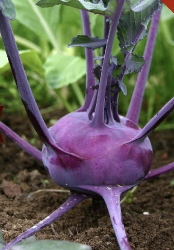 Purple Vienna Kohlrabi Seeds - Non-GMO - 3,000 Count - Brassica oleracea var. gongylodes