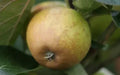Rosemary Russet Apple Seeds - 25+ Pack for Garden Planting - Malus domestica - USA Grown