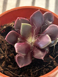 Live Succulent Plant | Anacampseros rufescens | Fully Rooted | 2 Inch Pot