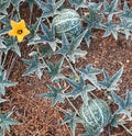 Coyote Melon Seeds 10 Pack - Bright Striped, Compact Vines - Cucumis melo - 60-70 Days to Harvest