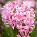 Hyacinth Bulbs 15cm Pink Pearl Fragrant Hyacinthus Orientalis Flower Bulbs (2)