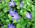 Creeping Myrtle Vinca Vines Ground Cover Plants - 35 Pack - Flowering Shade Variety - Vinca minor