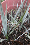 Nannorrhops Ritchiana Live Plant, Silver Mazari Palm, 1 Year Old, Pakistan Origin, Indoor/Outdoor Palm Plant