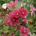 Cosmos Seeds 200 Count Dazzler Variety Non-GMO Flowers for Pollinators and Butterflies, Cosmos bipinnatus