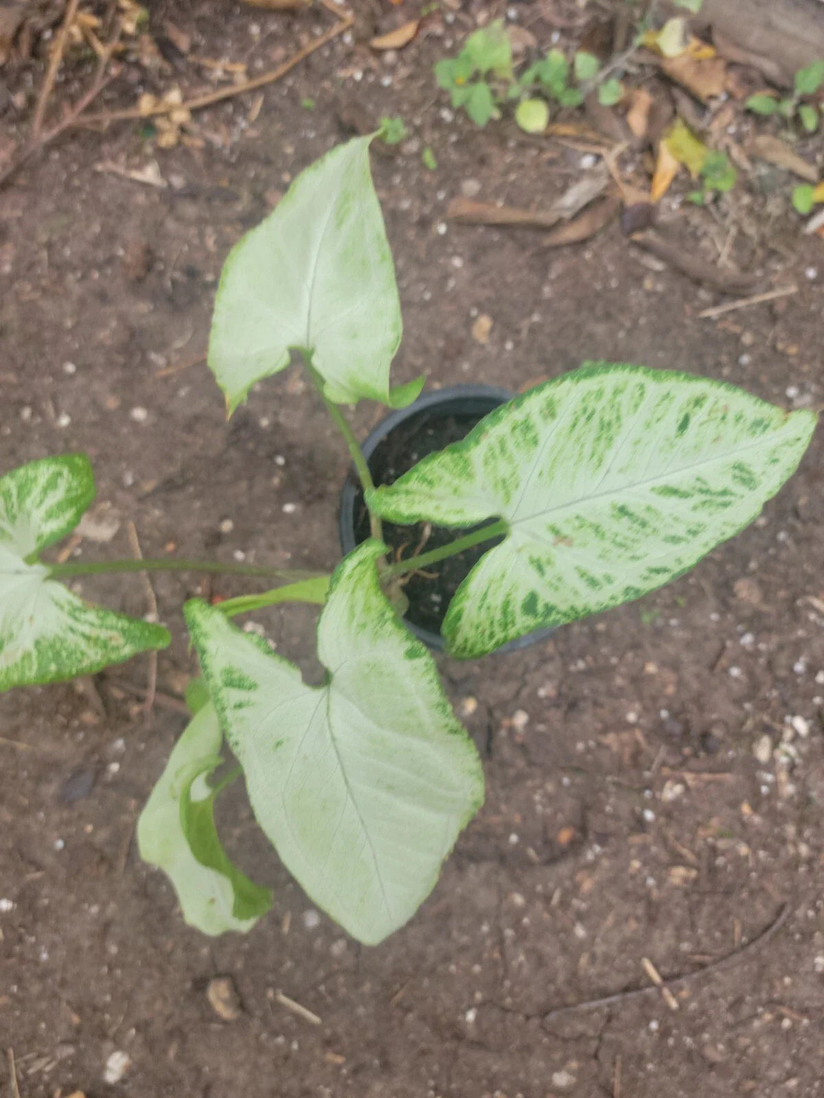 Syngonium Plant in 8 oz Pot - Variegated Green & White - Syngonium podophyllum