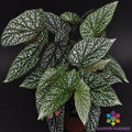 Snow Capped Begonia Seeds - 25+ Seeds for Garden Planting - Ideal for Home Gardens - Begonia spp.