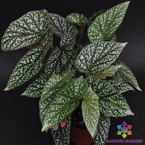 Snow Capped Begonia Seeds - 25+ Seeds for Garden Planting - Ideal for Home Gardens - Begonia spp.