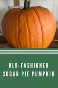 Sugar Pie Pumpkin Seeds - Heirloom Non-GMO Organic - 10+ Seeds for Baking - Cucurbita pepo
