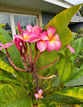 Plumeria Cutting | Tropical Flowering Plant | Frangipani | Plumeria spp.