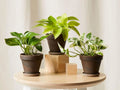 Rooted House Plant Starter Set - Variety Mix of 3" to 12" Plants - Indoor Greenery for Home Decor - Perfect for Beginners