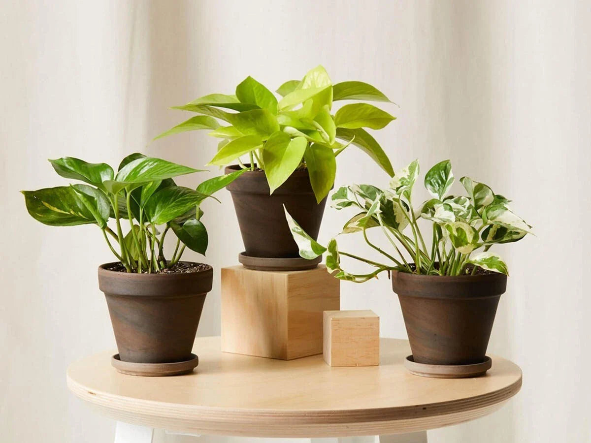 Rooted House Plant Starter Set - Variety Mix of 3" to 12" Plants - Indoor Greenery for Home Decor - Perfect for Beginners