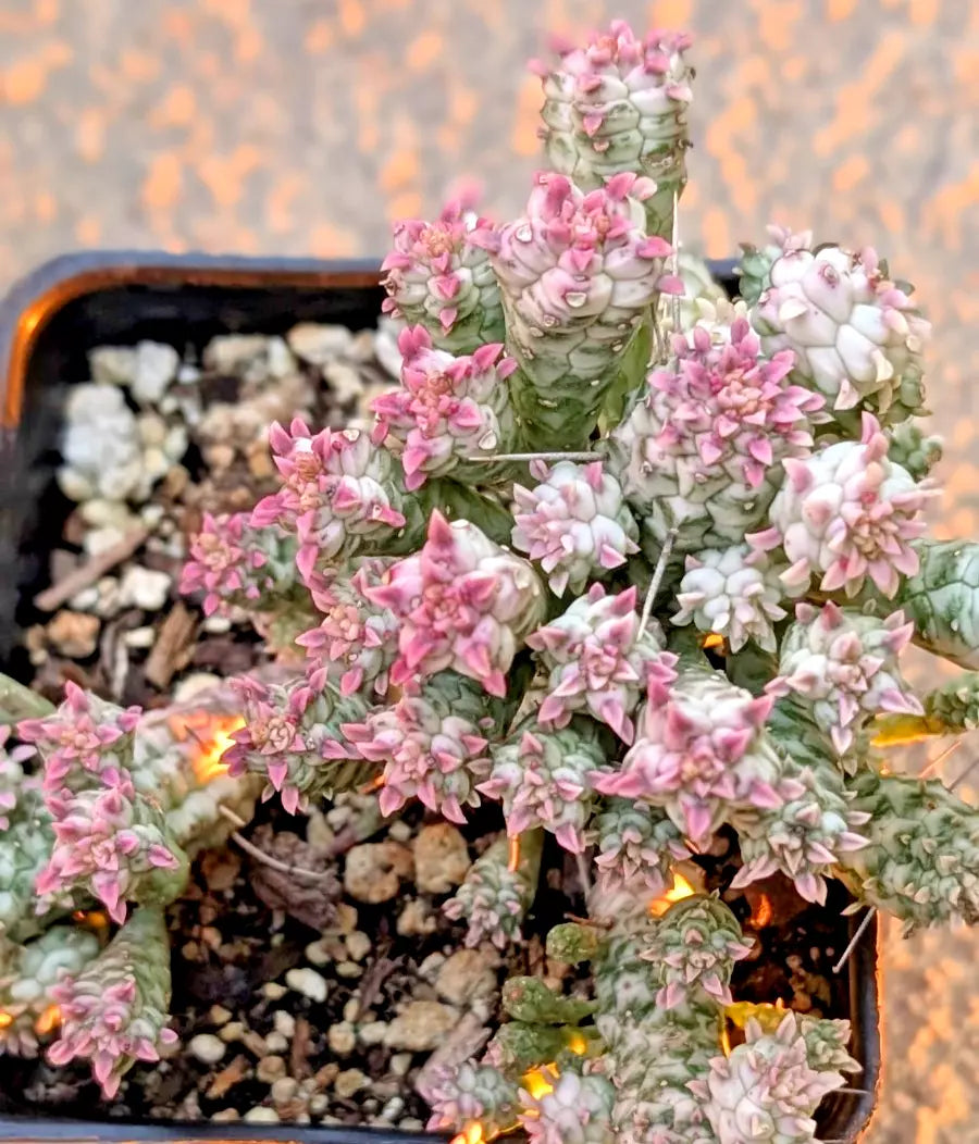 Rare Pink Euphorbia Mammillaris Variegata - 2" Rooted Plant - Indian Corn Cob Succulent