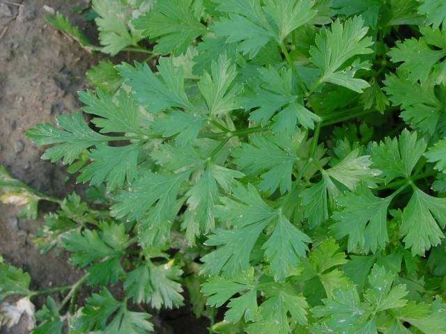 Parsley Seeds - 100 Count - Dark Green Italian Flat Leaf - Petroselinum crispum