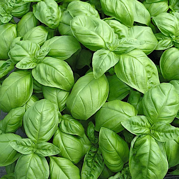 Genovese Basil Seeds | Heirloom Non-GMO | Organic Herb Seeds | Ocimum basilicum