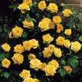 Climbing Yellow Rose Seeds - 10 Perennial Flower Seeds for Shrub Garden - Rosa spp.
