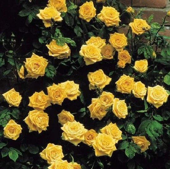 Climbing Yellow Rose Seeds - 10 Perennial Flower Seeds for Shrub Garden - Rosa spp.