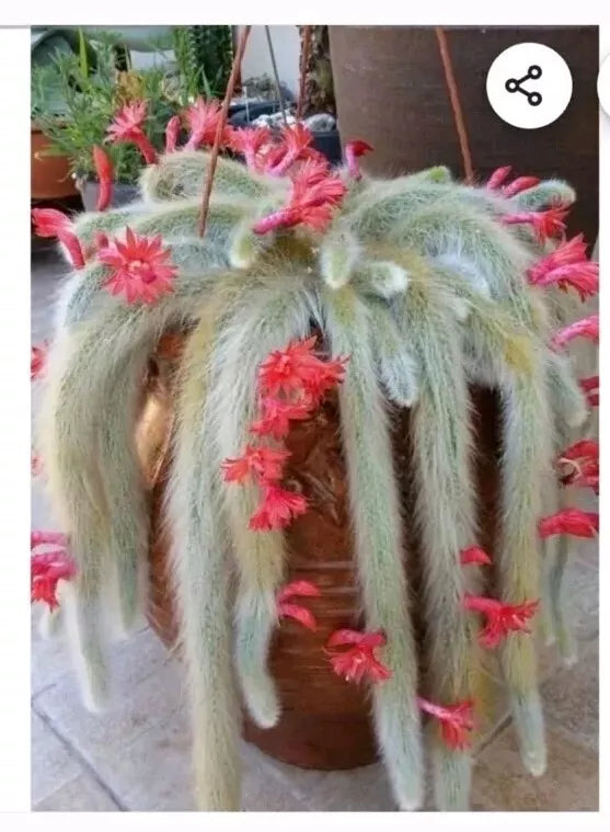 Monkey Tail Cactus Cutting 8” - Succulent Plant - Rhipsalis baccifera