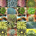 Agave Seeds Mix for Planting - 10 Seeds - Mixed Species Agave - Varied Colors - Ideal for Gardens and Landscapes
