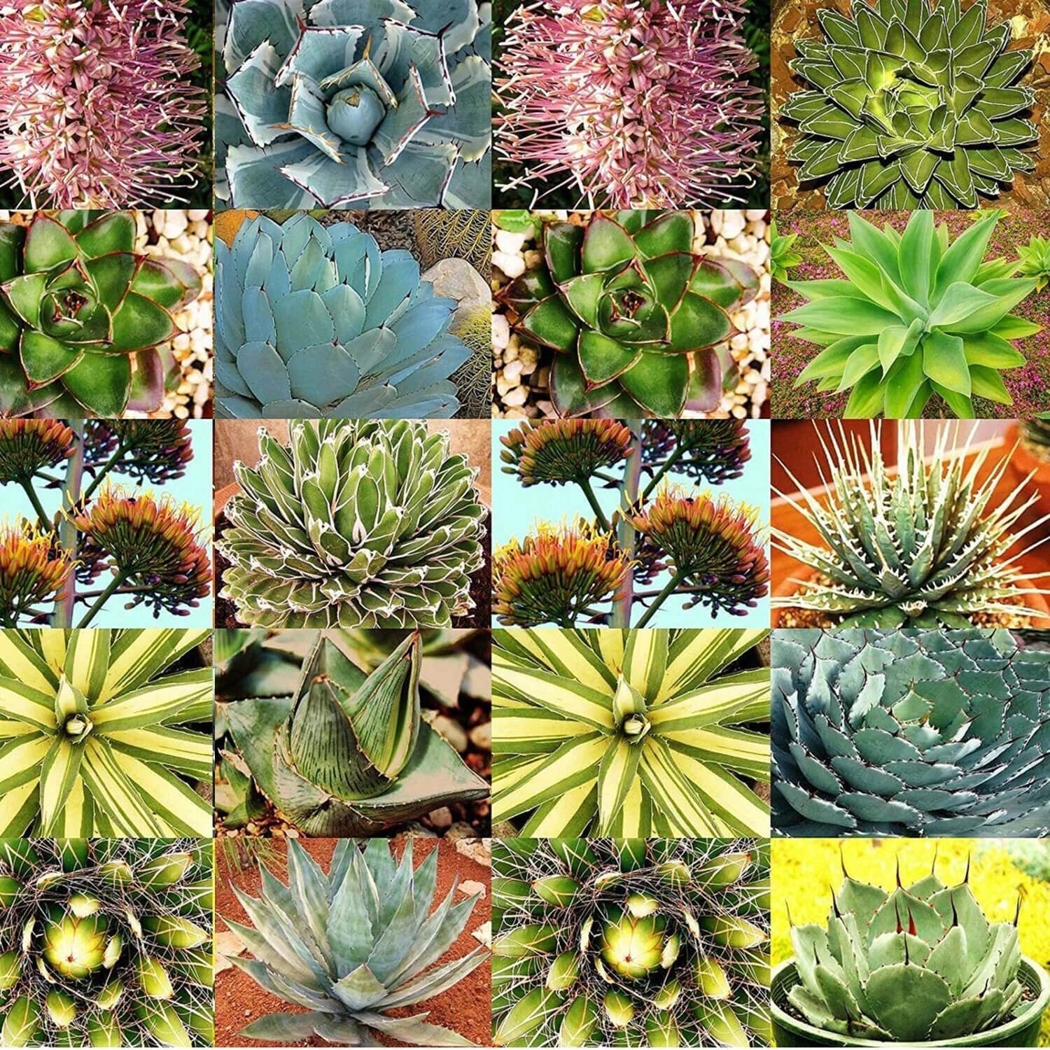 Agave Seeds Mix for Planting - 10 Seeds - Mixed Species Agave - Varied Colors - Ideal for Gardens and Landscapes
