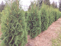 Thuja Occidentalis 'Brandon' Live Bare Root Tree 8-12" Evergreen Starter Plant