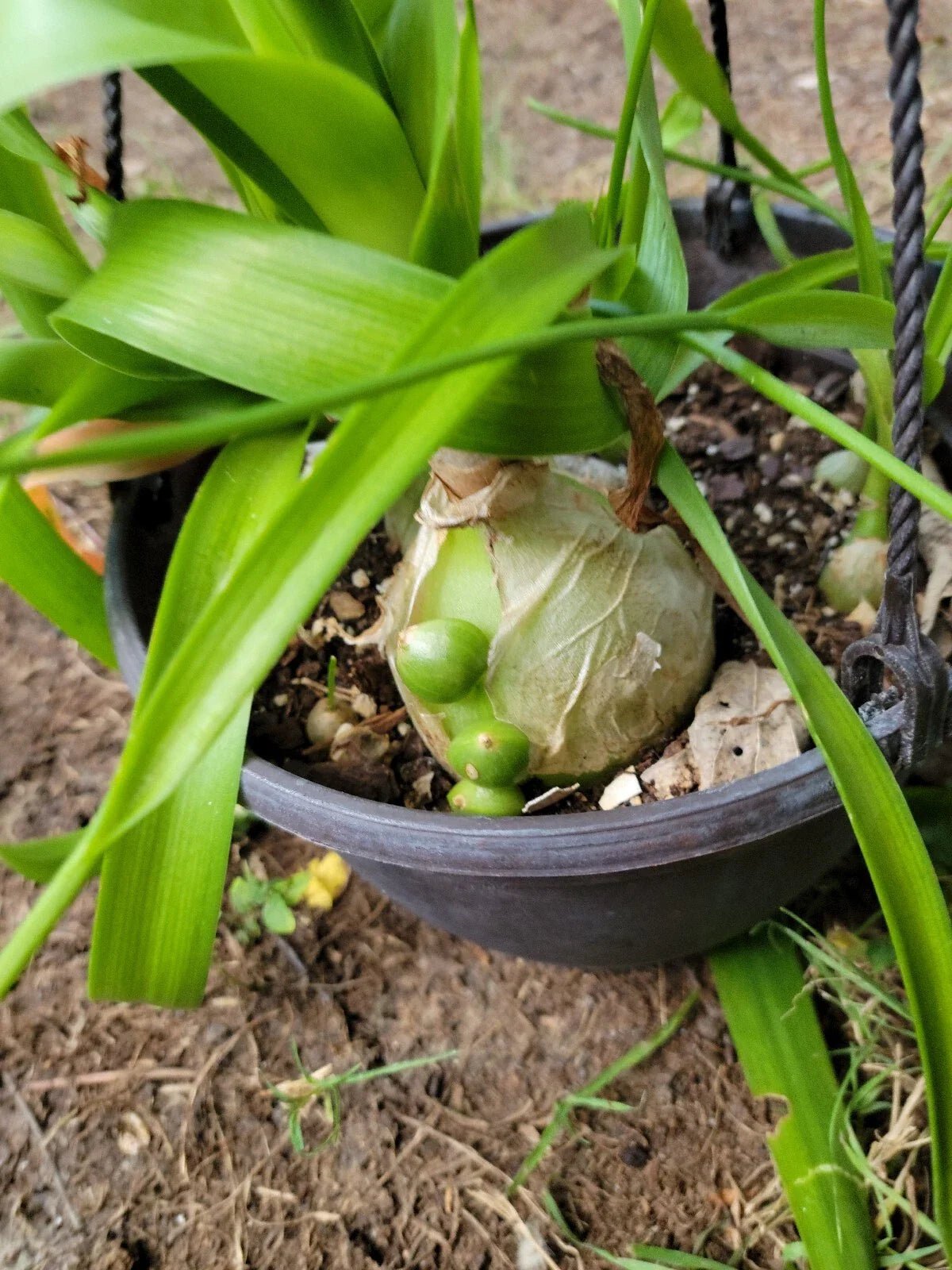 Pregnant Onion Plant - Long Life Cebolla de la Prosperidad - Exotic Houseplant with Pups - Scadoxus multiflorus