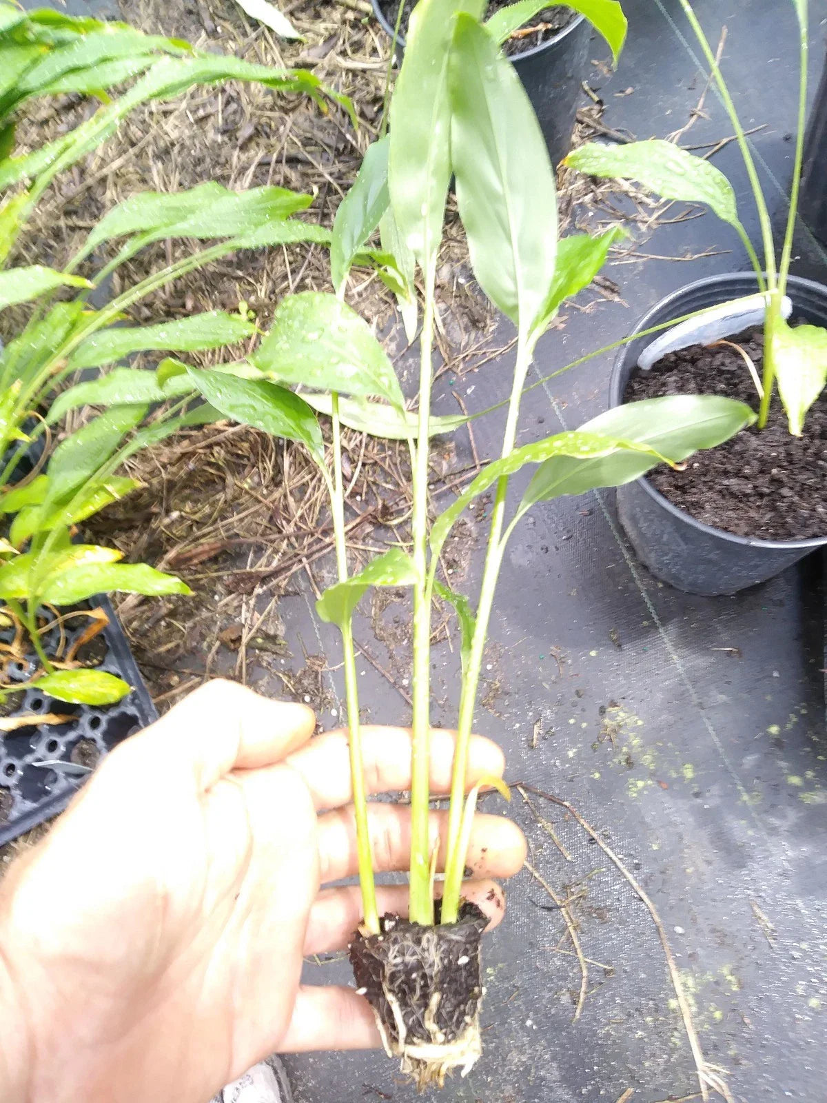 Spicy Thai Ginger Plant Set, 6-8" Rhizomes, Galanga Ginger, Zingiber zerumbet - 3 Potted Plants, Free Shipping