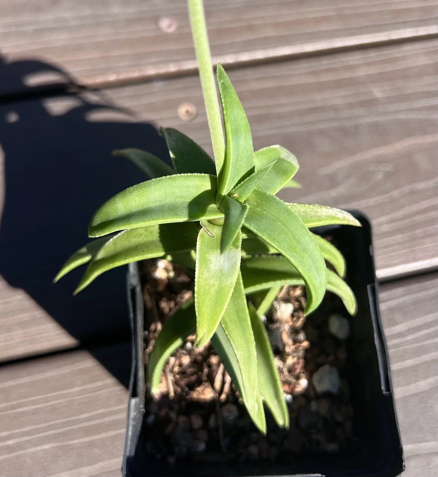 Aloe Pearsonii Hybrid Flowering Succulent Plant - Unique Green Variegated Leaves - Low Maintenance Houseplant