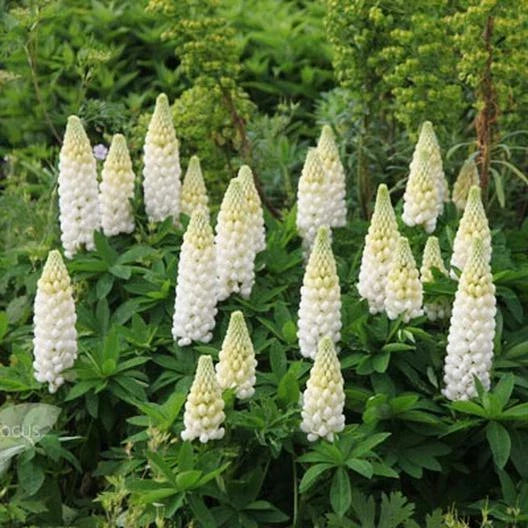 Russell Lupine Seeds 50 Count Noble Maiden Perennial White Non-GMO Hummingbirds Bees (Lupinus polyphyllus)