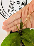 Hoya Plant - Jungle Garden Variety - Hoya pubicalyx - Unique Houseplant for Indoor Decor